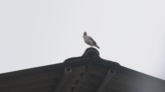 Bank Myna - ML640458541
