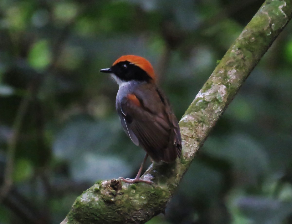 Black-cheeked Gnateater - ML64045861