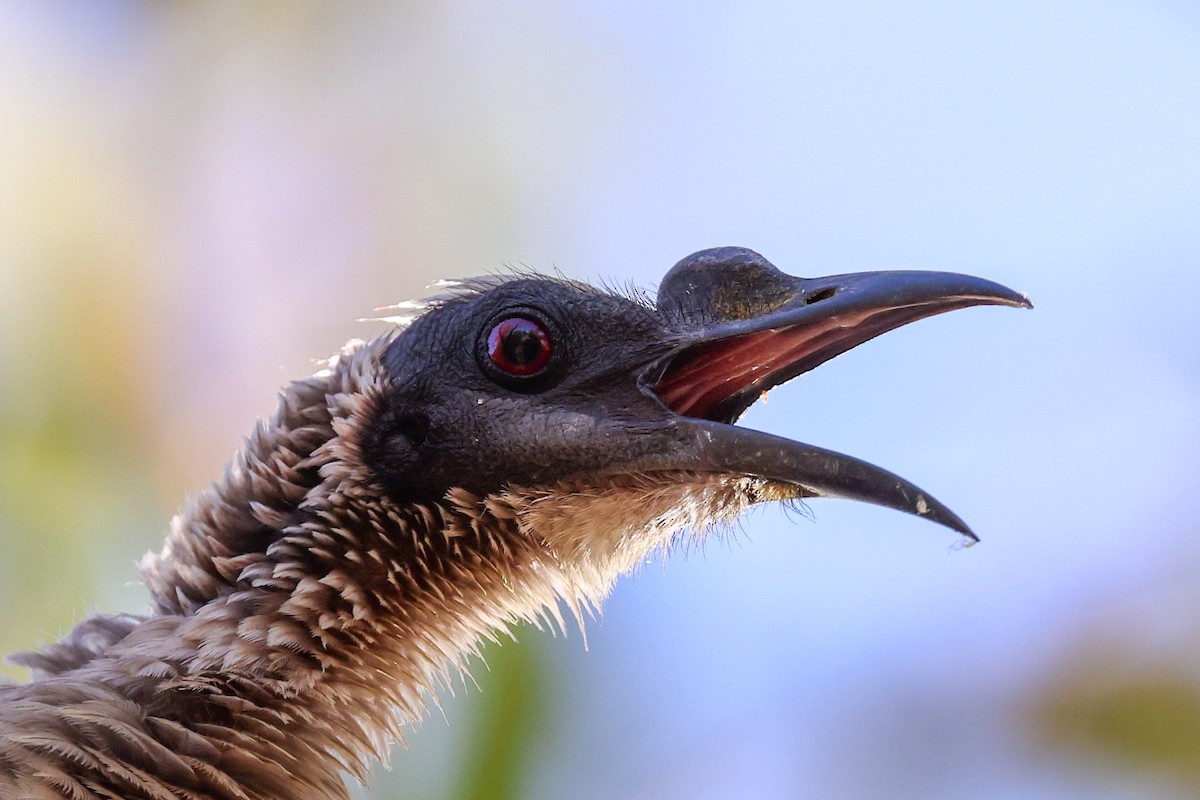 Silver-crowned Friarbird - ML640458626