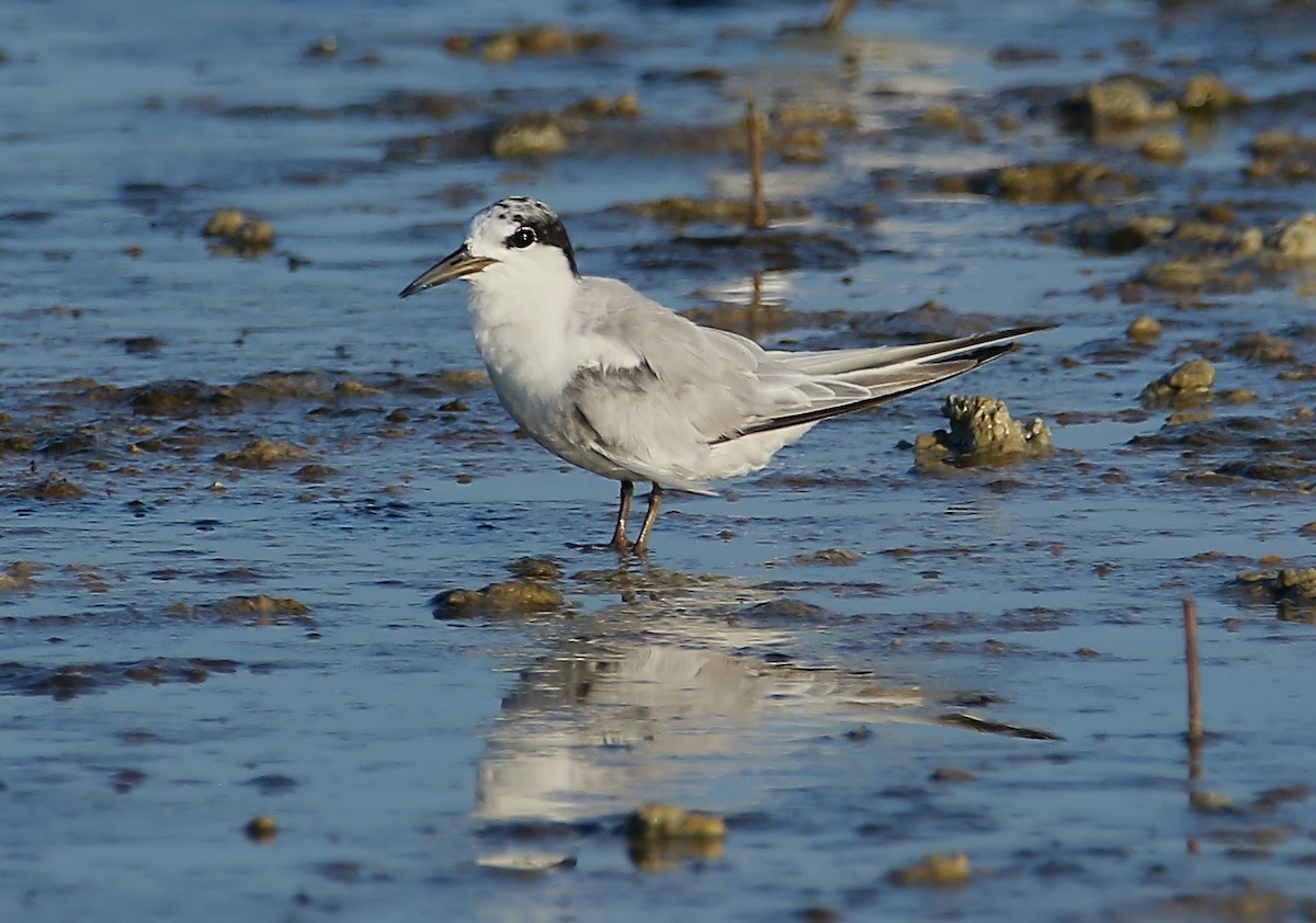 Least Tern - ML640458656