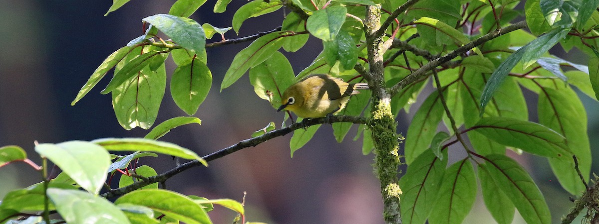 Green White-eye - ML640458703