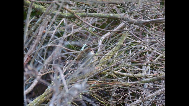 Eastern Bristlebird - ML640458708
