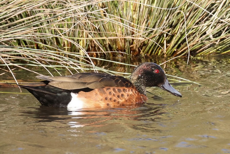 Chestnut Teal - ML640458745