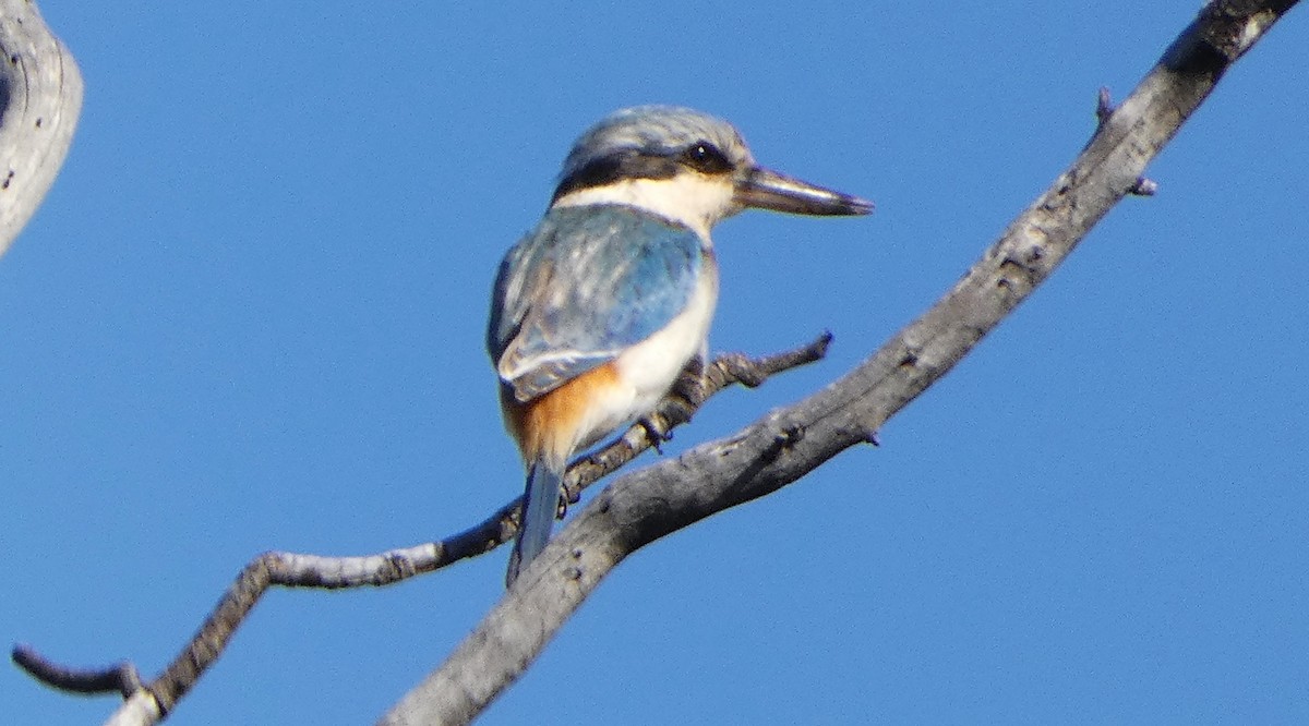Red-backed Kingfisher - ML640458749