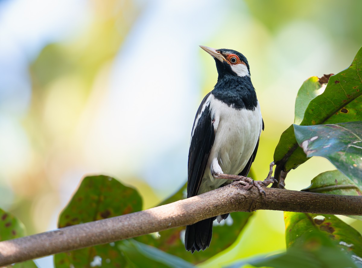 Javan Pied Starling - ML640458753