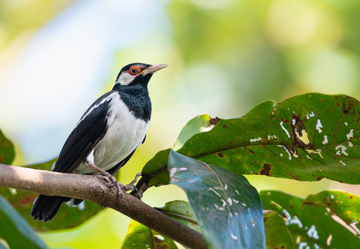 Javan Pied Starling - ML640458754