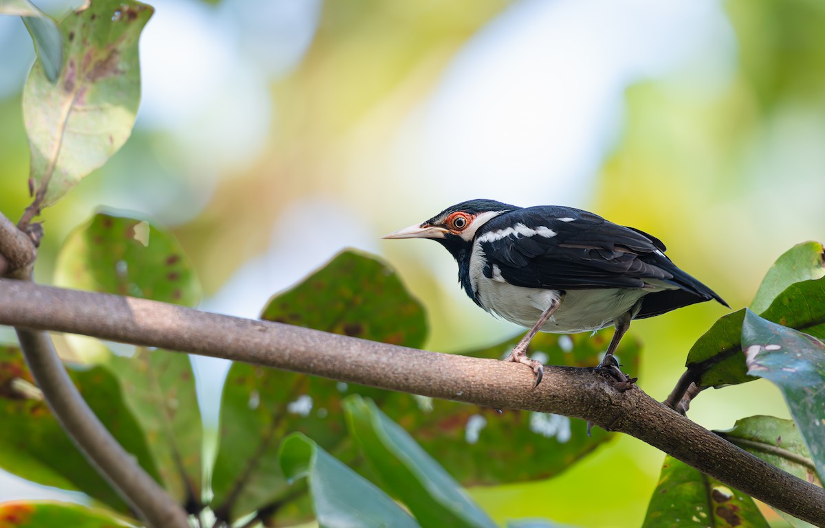 Javan Pied Starling - ML640458755