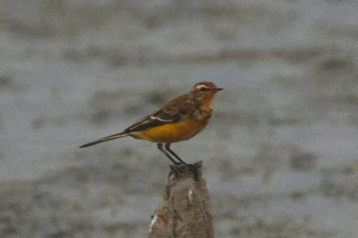 Western Yellow Wagtail - ML640458781