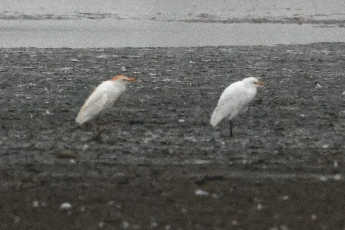 Western Cattle-Egret - ML640458784