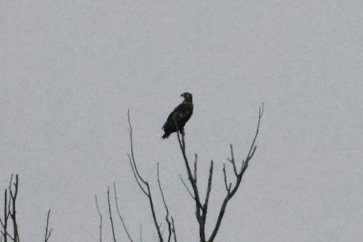 White-tailed Eagle - ML640458785