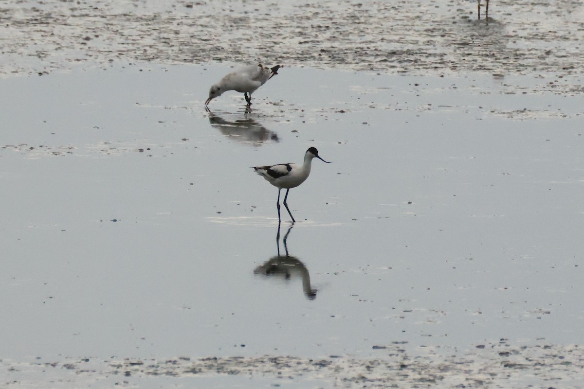 Pied Avocet - ML640458796