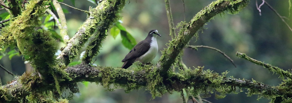 Tambourine Dove - ML640458812