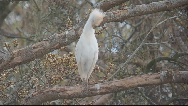 Western Cattle-Egret - ML640458842
