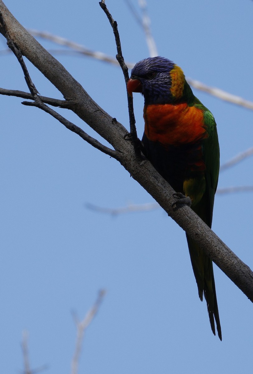 Rainbow Lorikeet - ML640458844