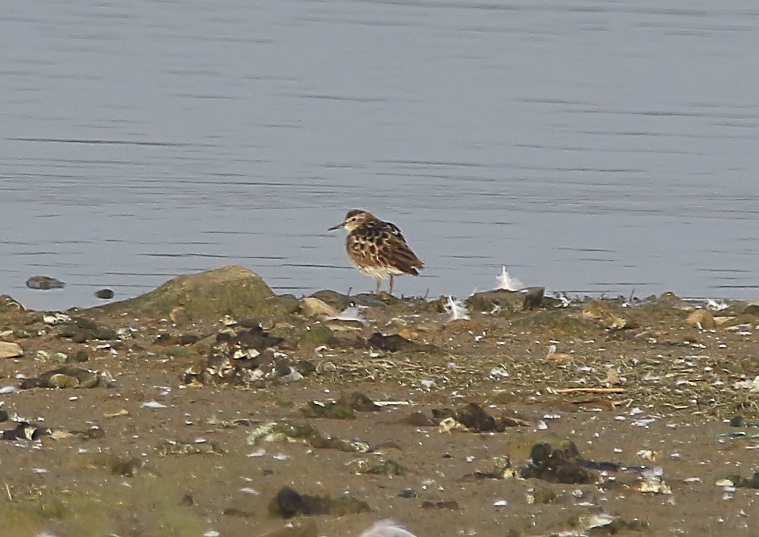 Long-toed Stint - ML640458854