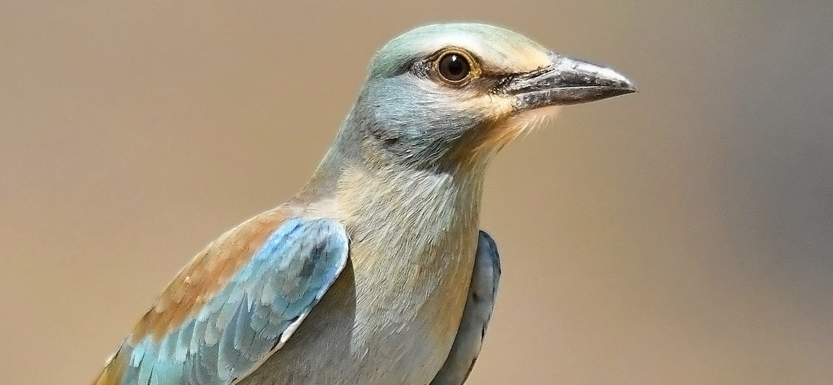 mandelík hajní - ML640458891