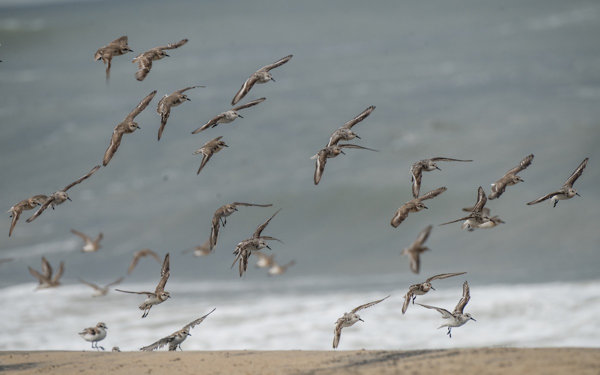 Sanderling - ML640458904