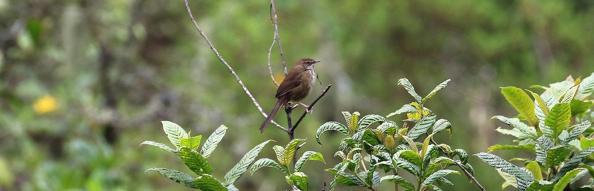 Grauer's Swamp Warbler - ML640458929