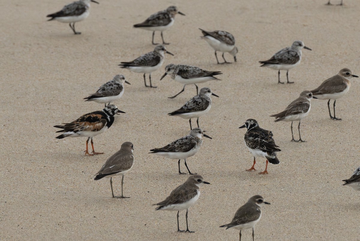 Sanderling - ML640458931