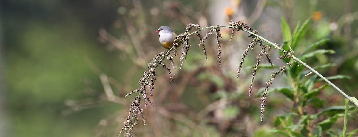 Yellow-bellied Waxbill - ML640458939