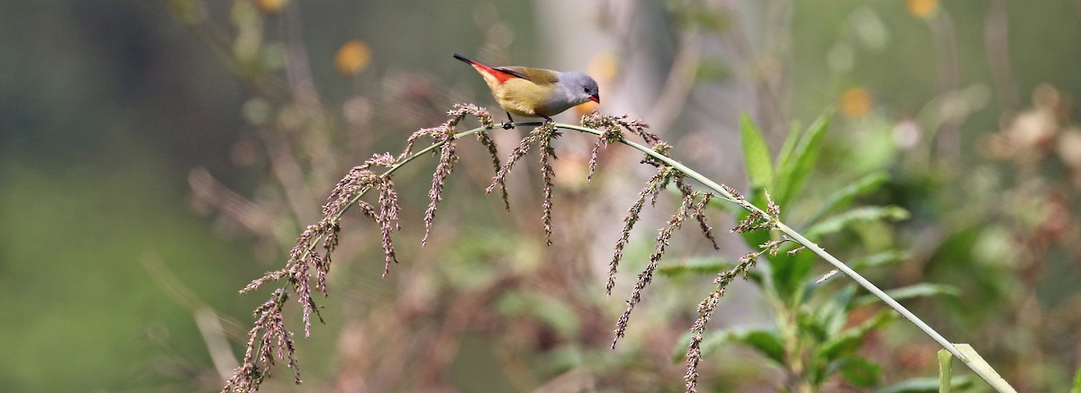 Yellow-bellied Waxbill - ML640458941