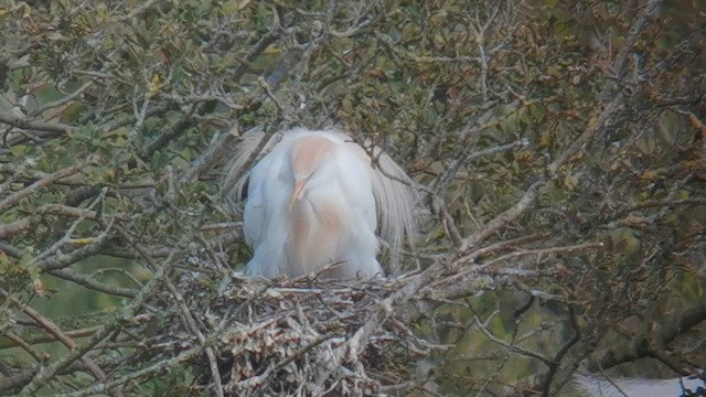 Western Cattle-Egret - ML640458980