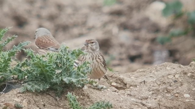 Eurasian Linnet - ML640459041
