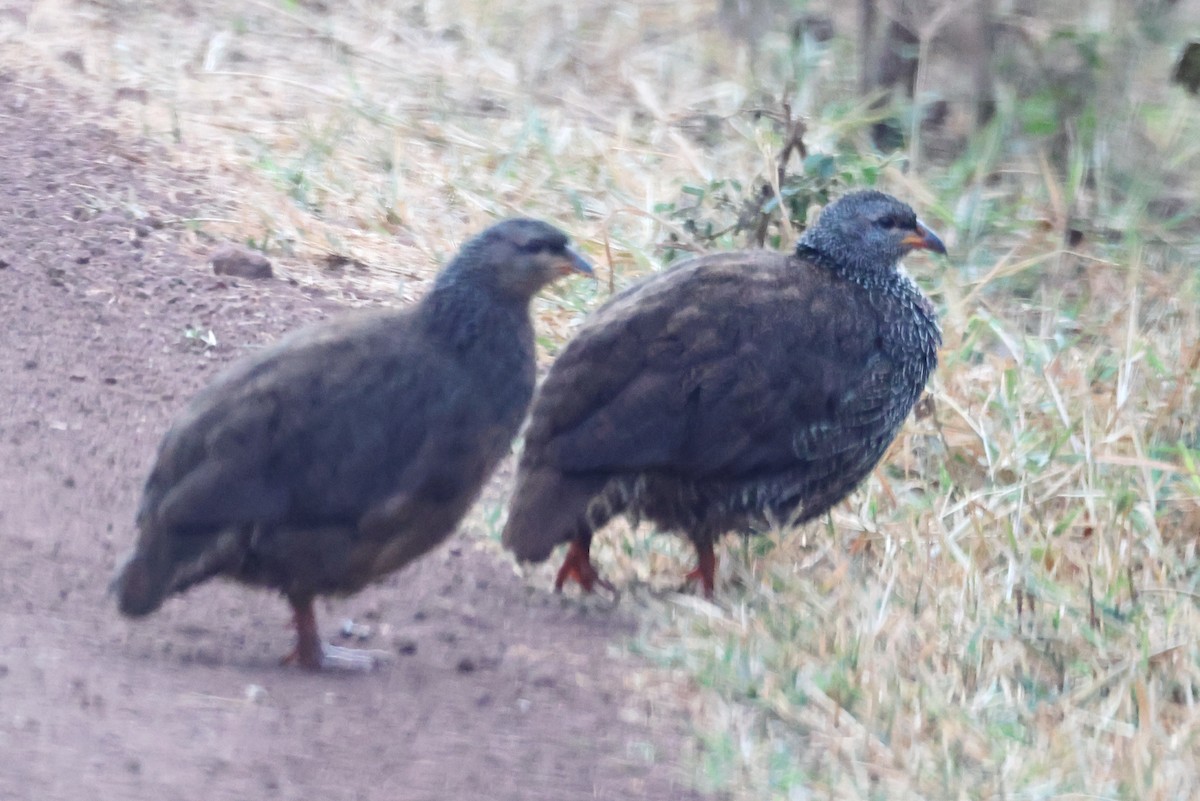 Hildebrandt's Spurfowl - ML640459050