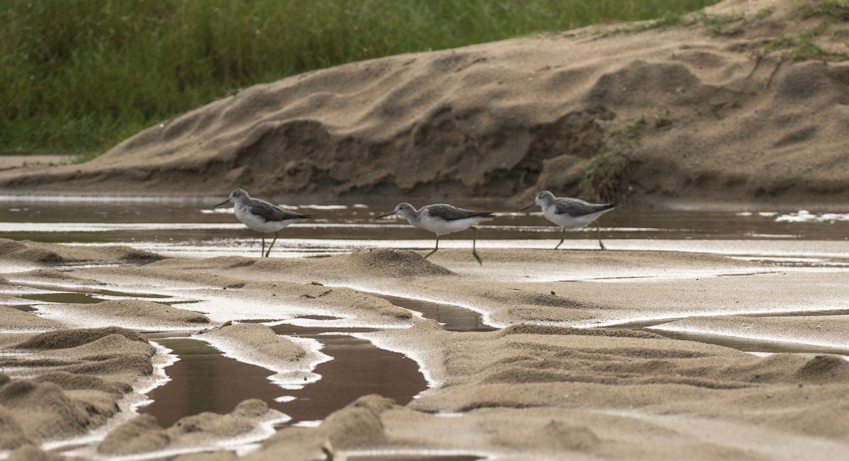 Common Greenshank - ML640459064