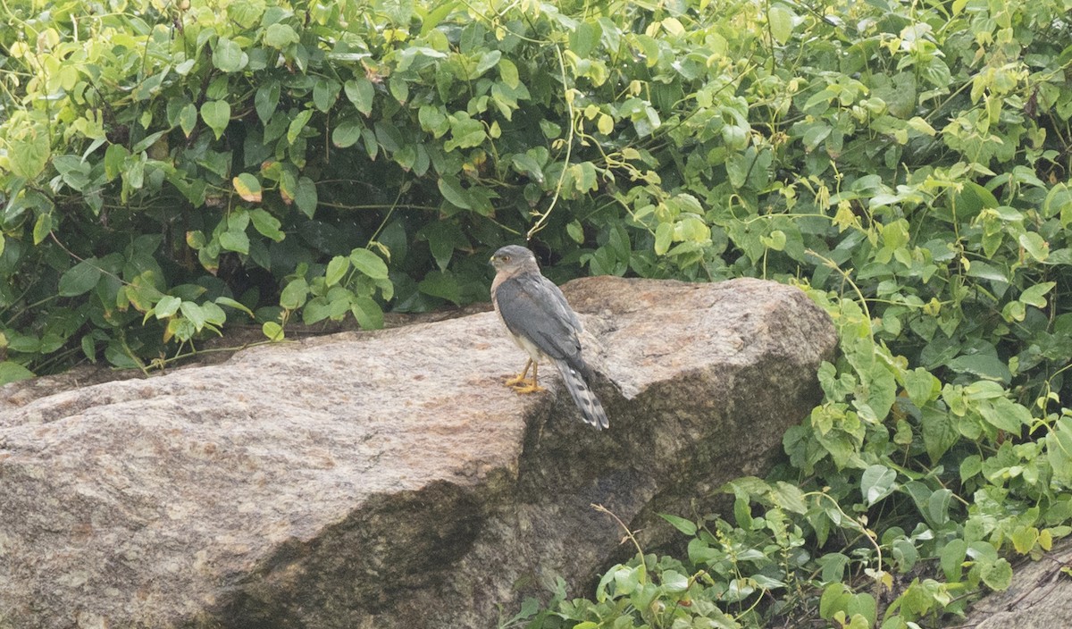 Shikra - ML640459067