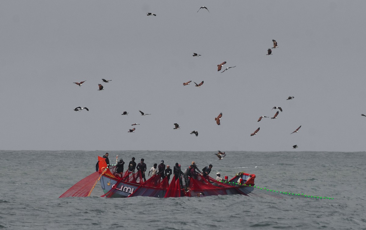 Brahminy Kite - ML640459071