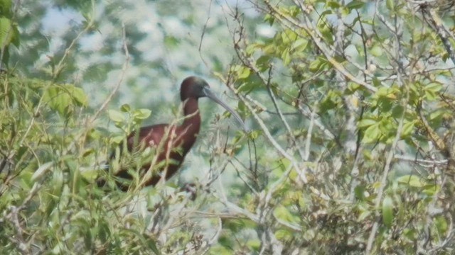 Glossy Ibis - ML640459102