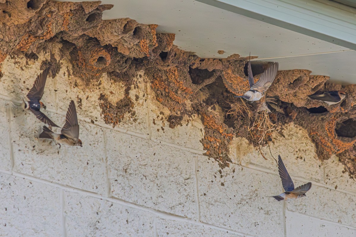 Fairy Martin - ML640459104