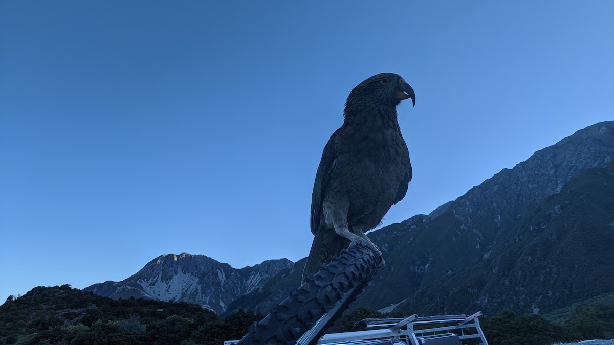 Kea - ML640459164