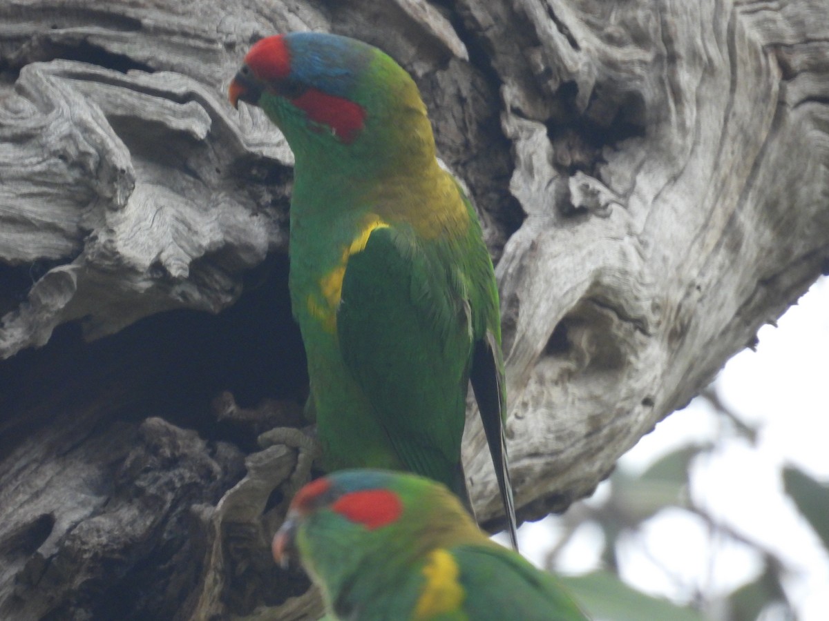 Loriquet à bandeau rouge - ML640459282
