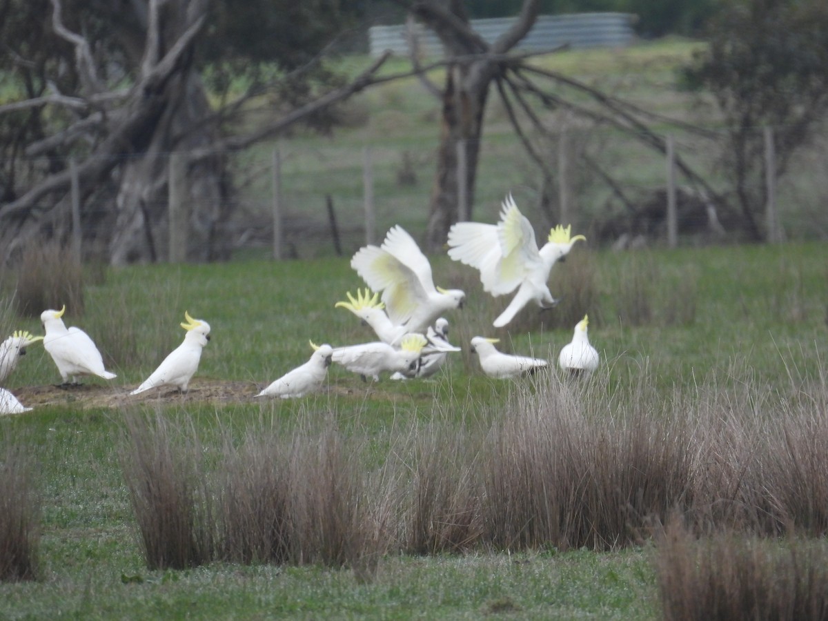 Cacatoès à huppe jaune - ML640459283
