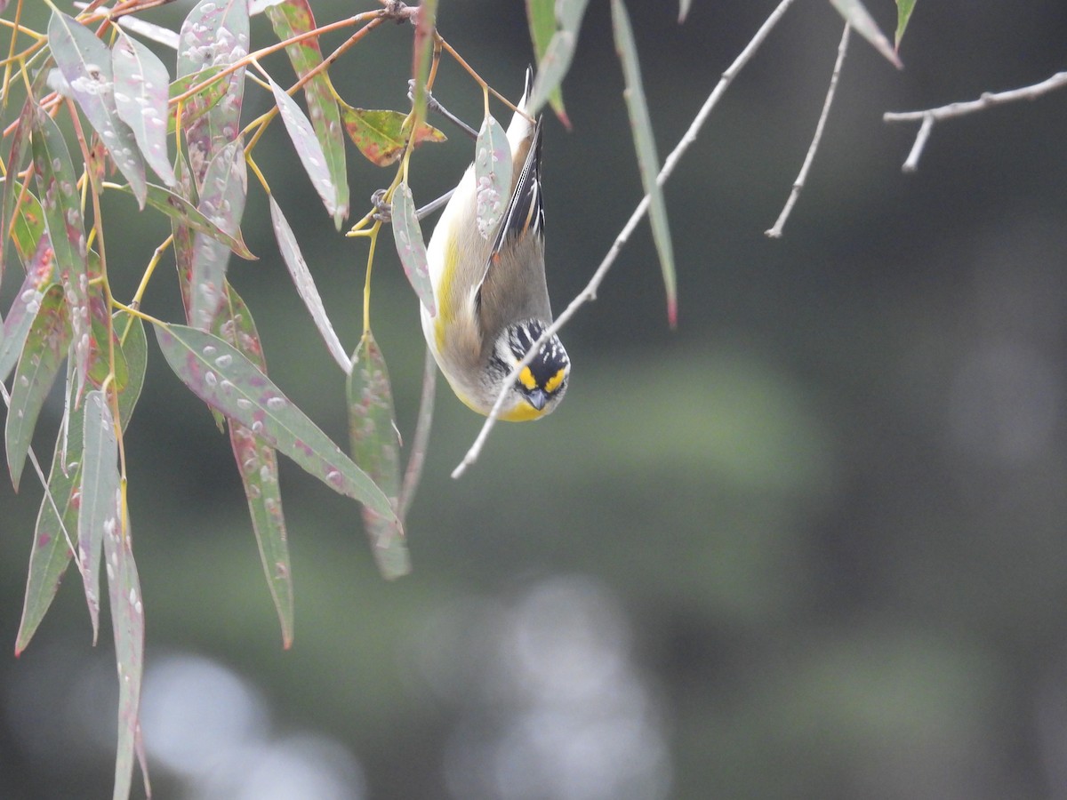 Pardalote à point jaune - ML640459290