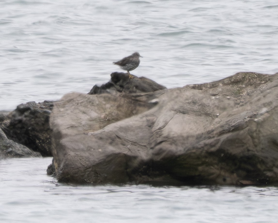 Surfbird - ML640459409