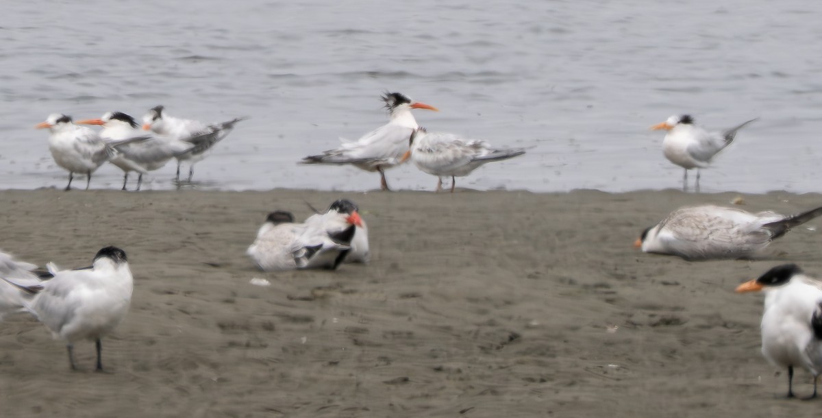 Elegant Tern - ML640459460