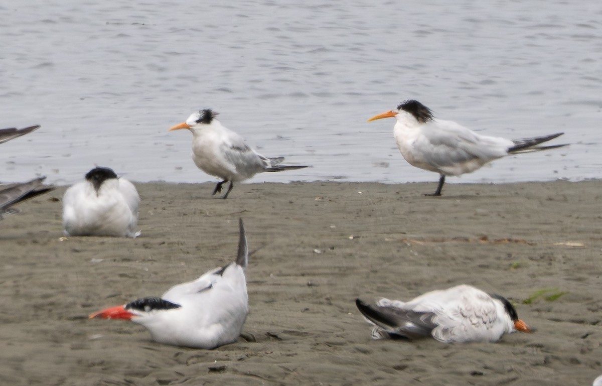 Elegant Tern - ML640459464