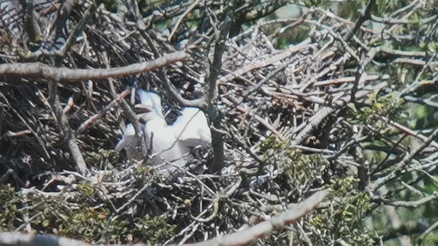 Western Cattle-Egret - ML640459465