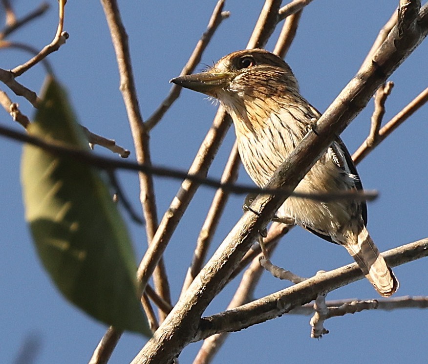 Eastern Striolated-Puffbird - ML640459470