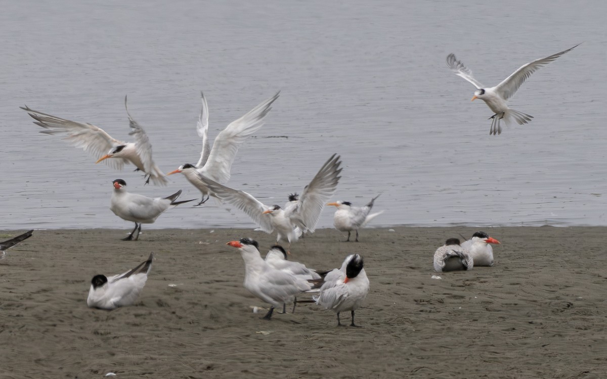 Elegant Tern - ML640459471