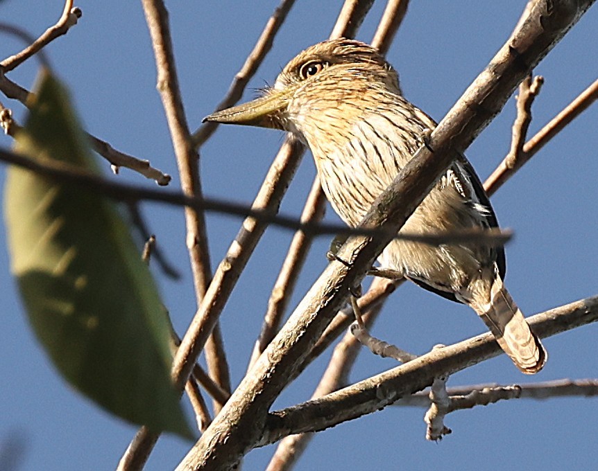 Eastern Striolated-Puffbird - ML640459472