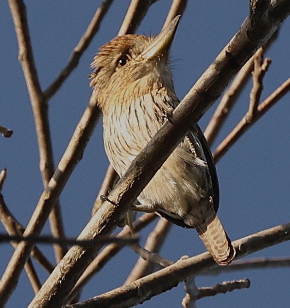 Eastern Striolated-Puffbird - ML640459474