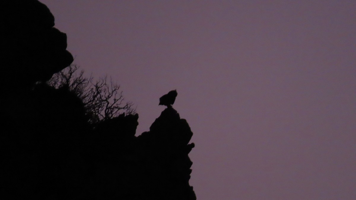 Búho de El Cabo (capensis) - ML640459552