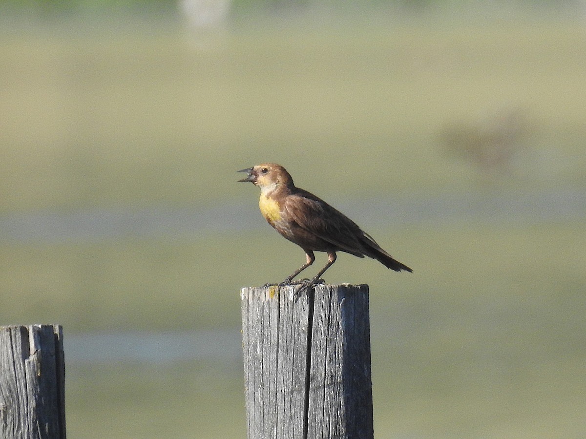 Yellow-headed Blackbird - ML640459553
