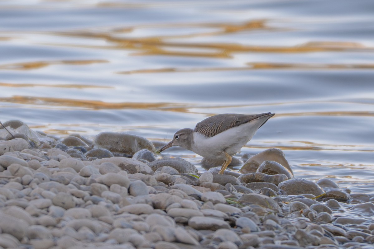 Spotted Sandpiper - ML640459628