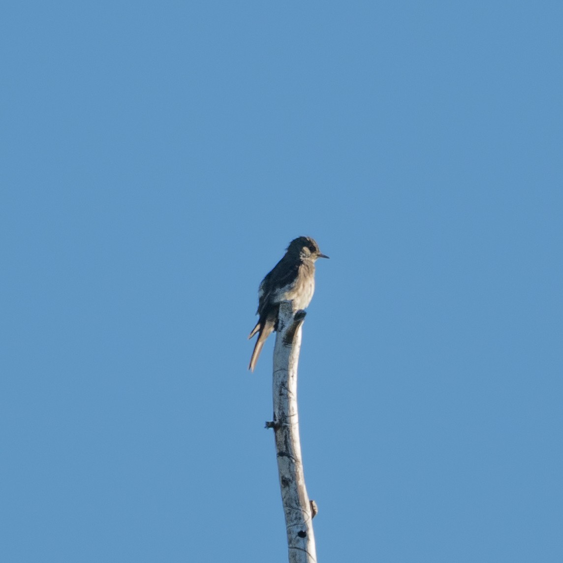 Olive-sided Flycatcher - ML640459678