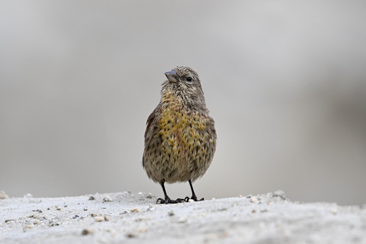 Red-fronted Rosefinch - ML640459773